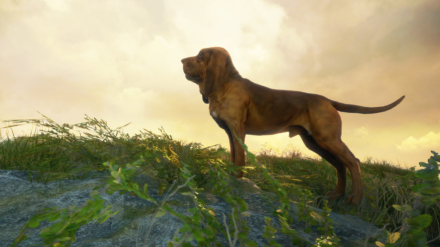 theHunter: Call of the Wild - Bloodhound DLC EU XBOX One / Xbox Series X|S CD Key