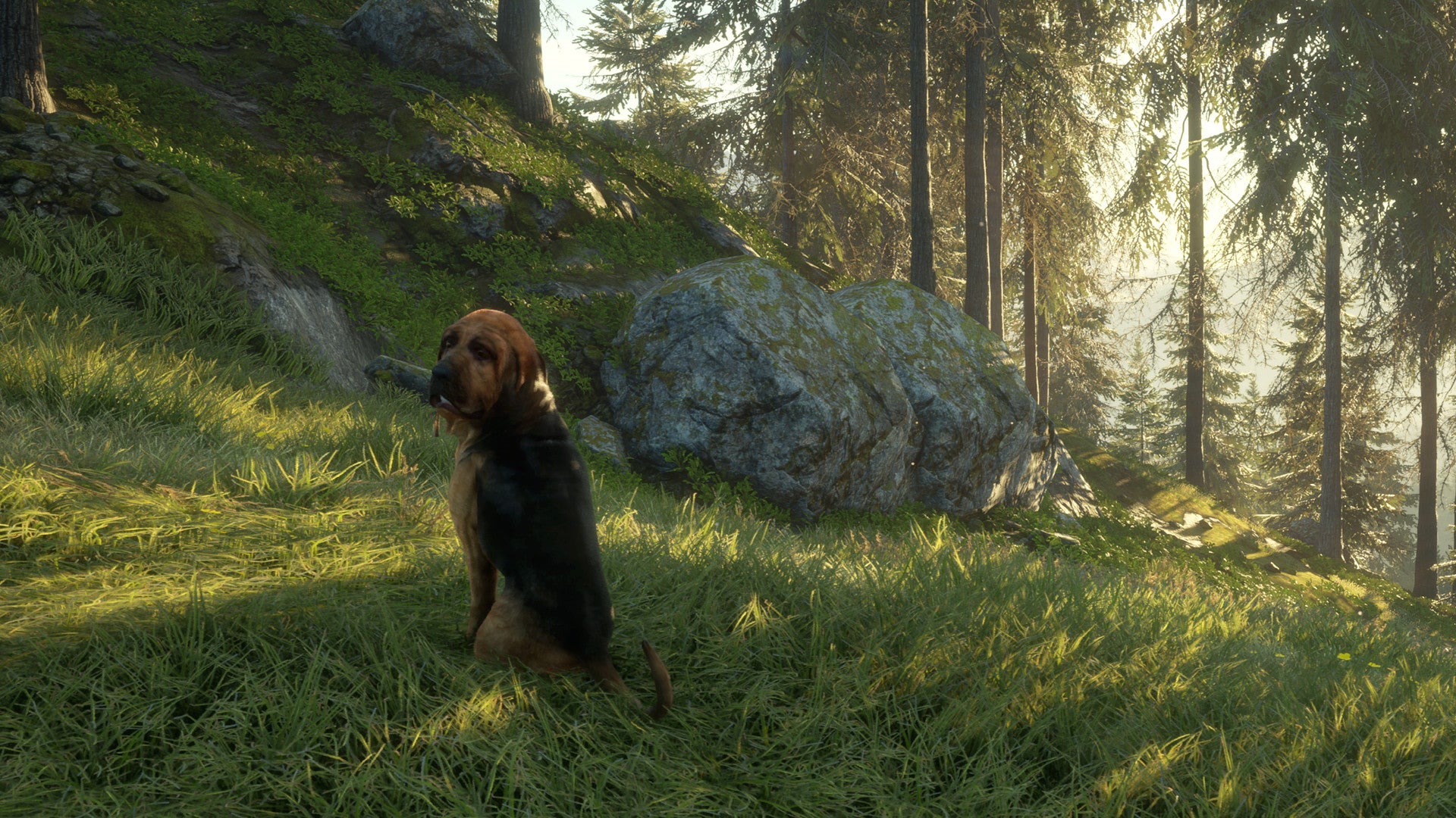 theHunter: Call of the Wild - Bloodhound DLC EU XBOX One / Xbox Series X|S CD Key