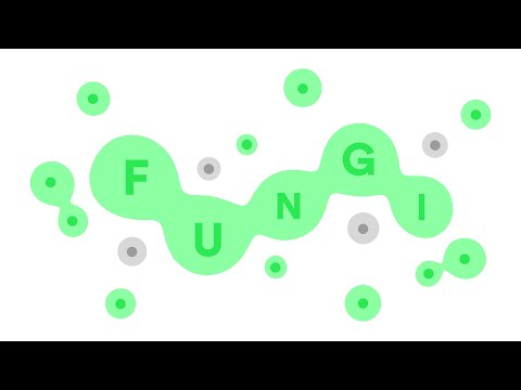 FUNGI Steam CD Key - Video 1